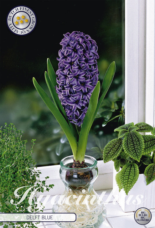  Hyazinthe Glas Hyacinth Delft Blue (3 Stück)