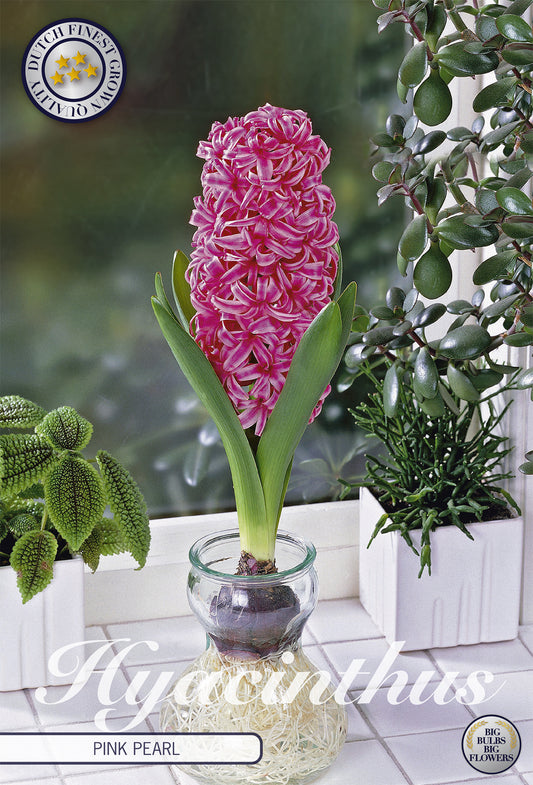  Hyazinthe Glas Hyacinth Pink Pearl (3 Stück)