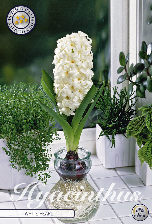  Hyazinthe Glas Hyacinth White Pearl (3 Stück)
