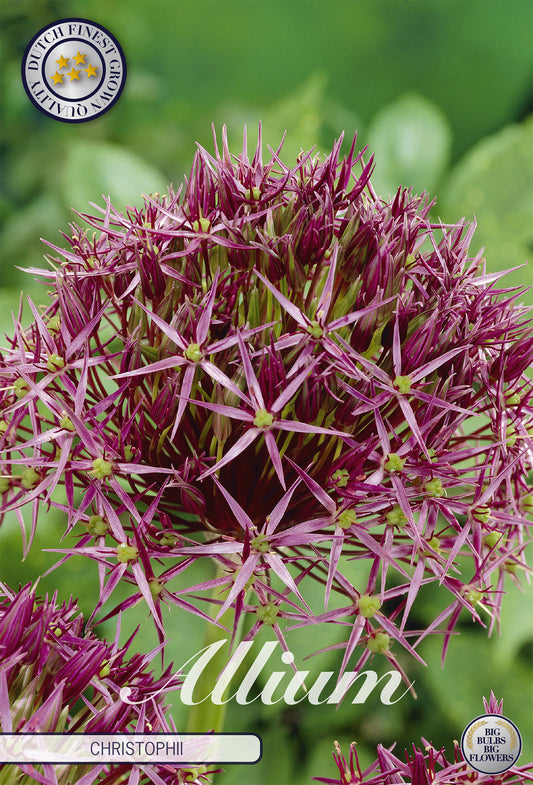  Zierlauch Christophii (syn. Albopilosum) (5 Stück)