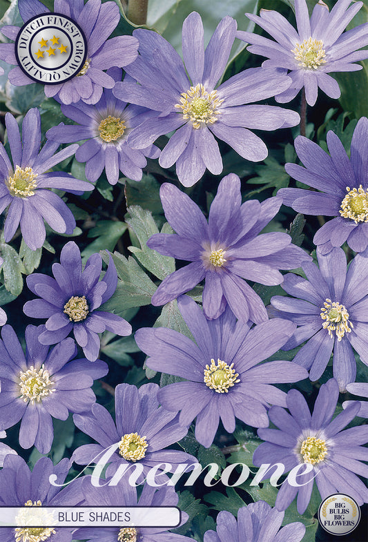  Anemone Blue Shades (20 Stück)
