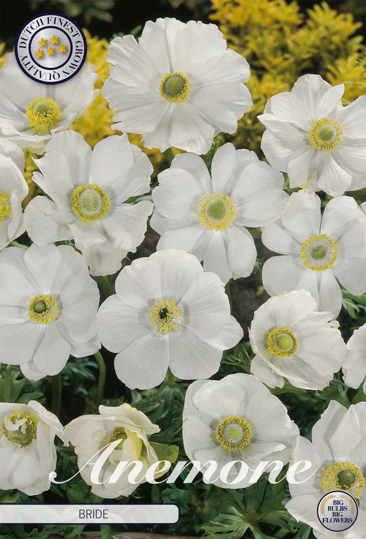  Anemone Bride (20 Stück)