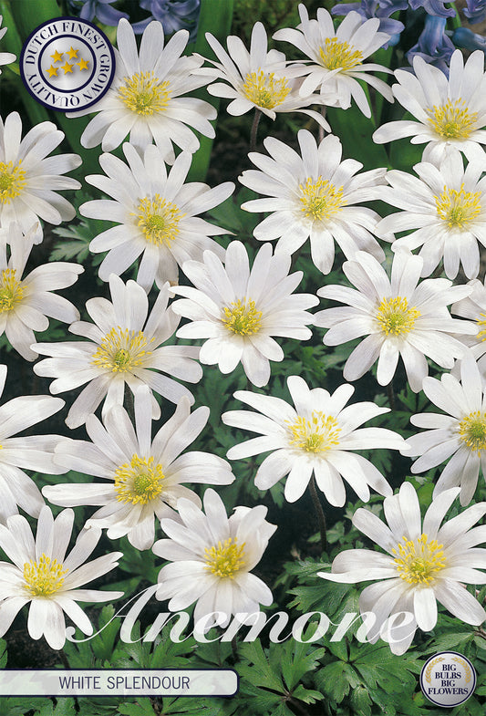  Anemone White Splendour (10 Stück)