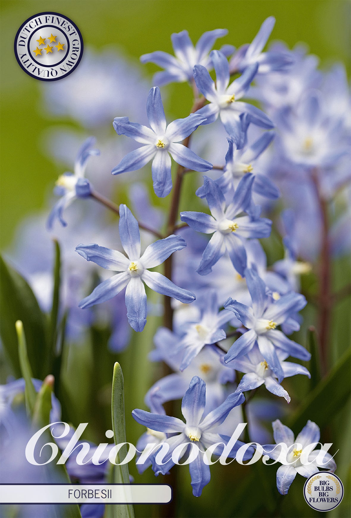  Chionodoxa Forbesii (20 Stück)