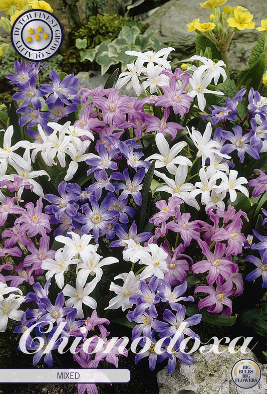  Chionodoxa Chionodoxa Mix (20 Stück)