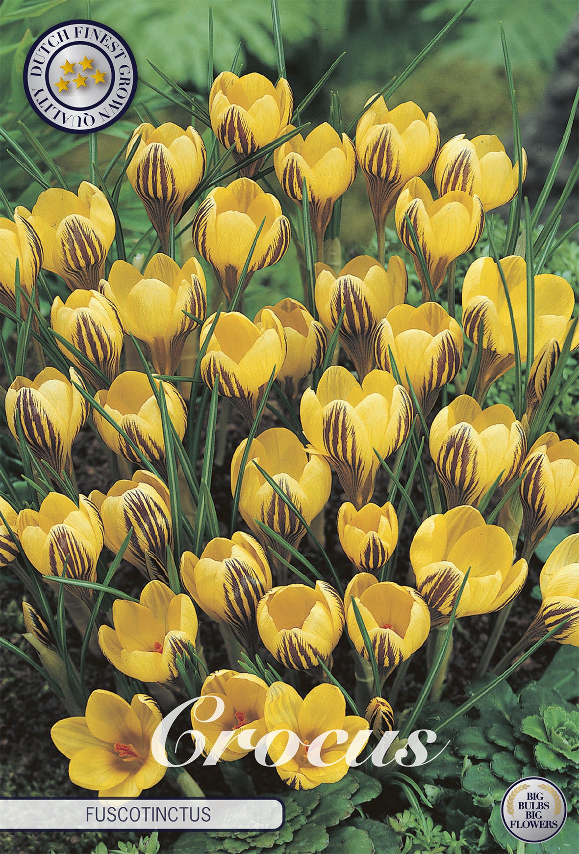  Krokus Fuscotinctus (20 Stück)