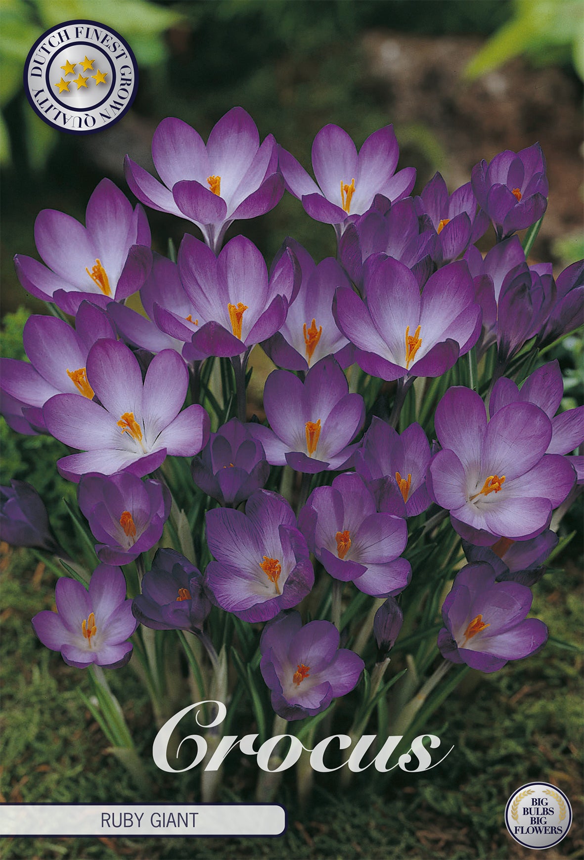  Krokus Ruby Giant (20 Stück)