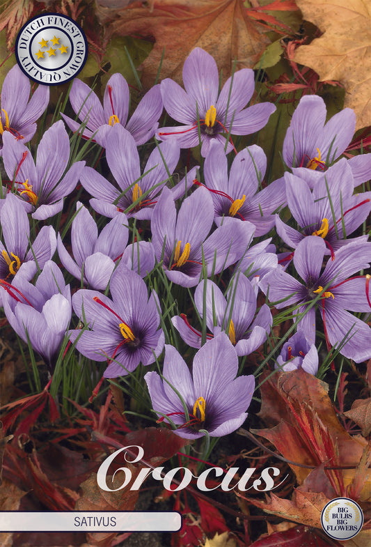 Krokus Sativus (10 Stück)