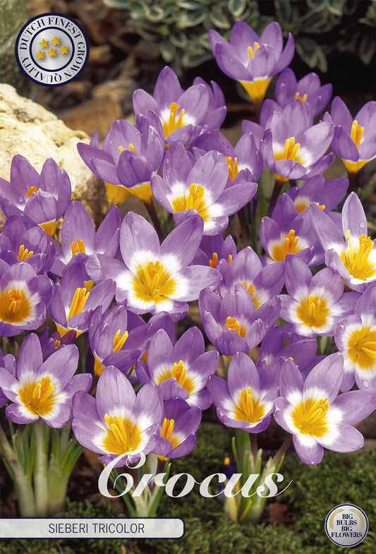  Krokus Sieberi Tricolor (10 Stück)