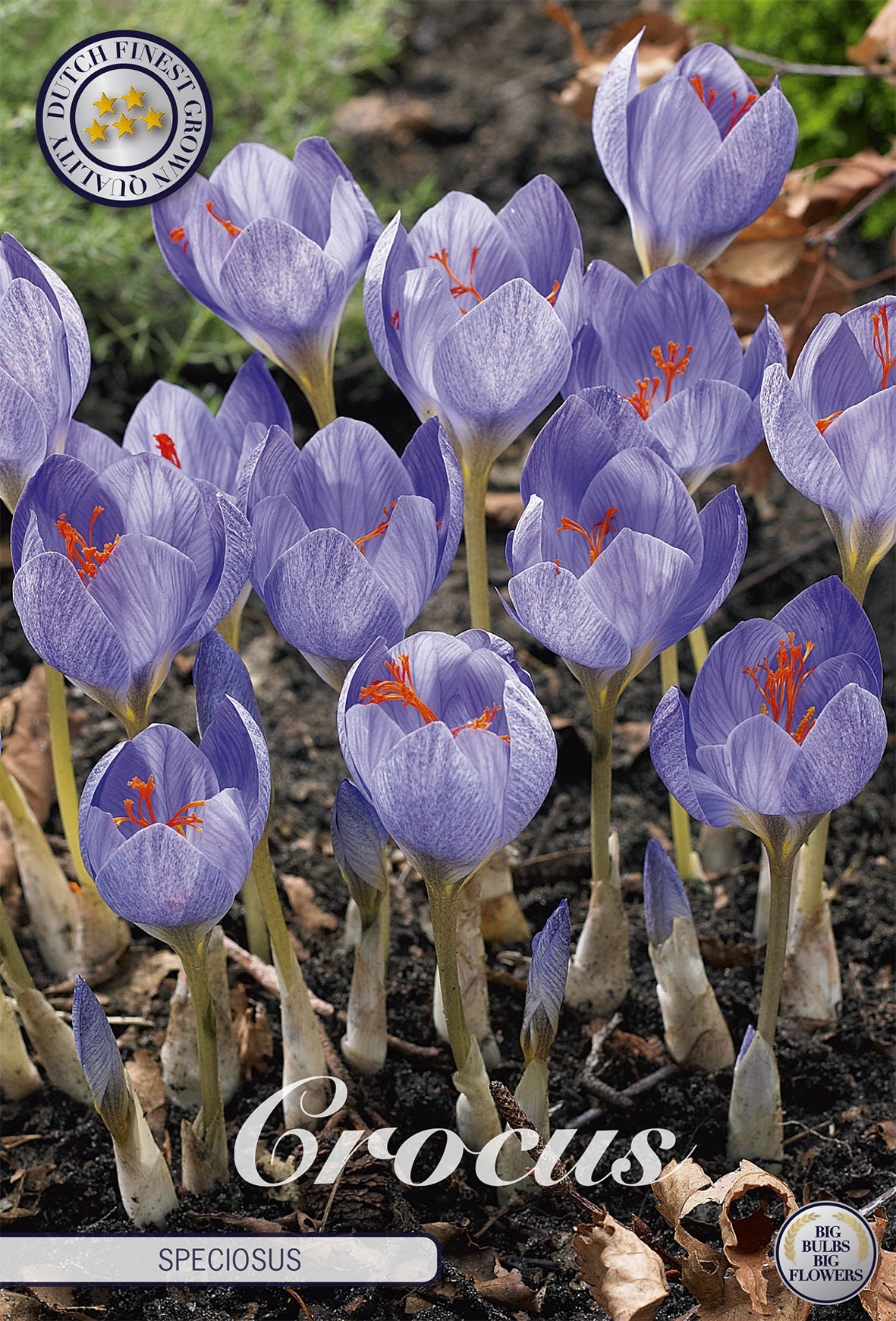  Krokus Speciosus (15 Stück)