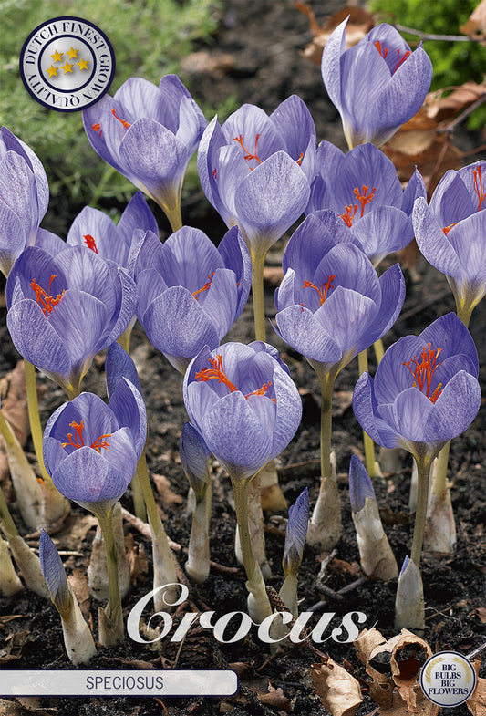  Krokus Speciosus (15 Stück)