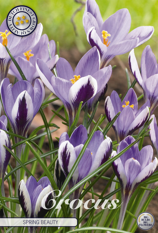  Krokus Spring Beauty (10 Stück)