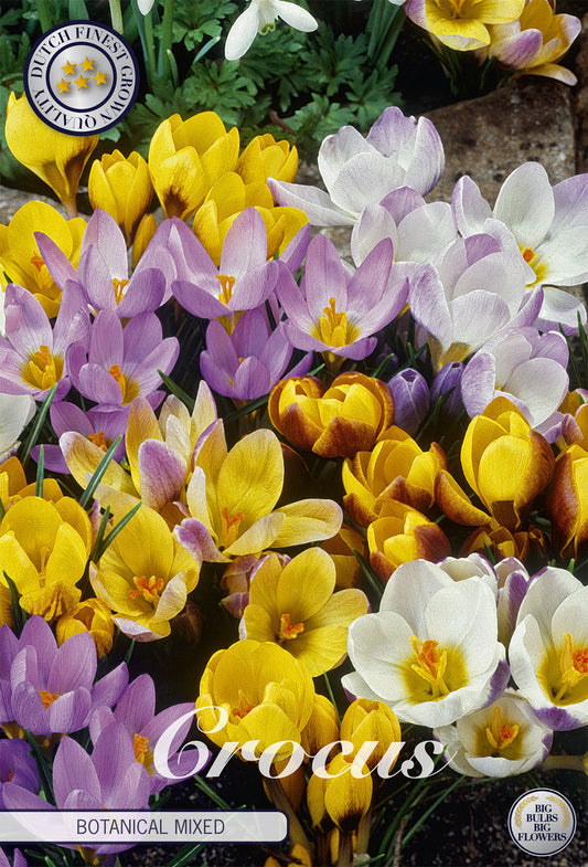  Krokus Botanical Mix (20 Stück)
