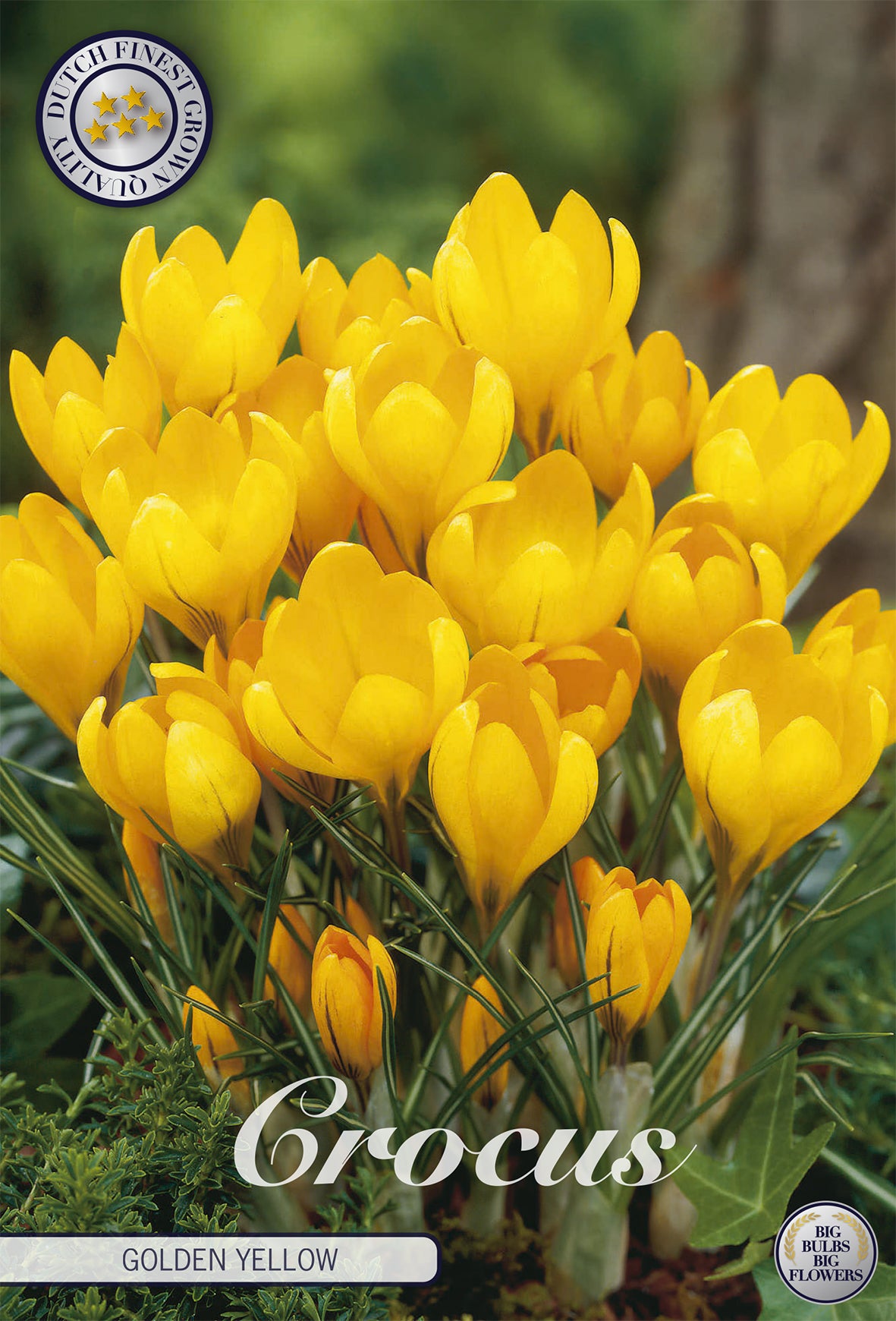  Krokus Golden Yellow (10 Stück)