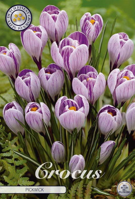  Krokus Pickwick (10 Stück)