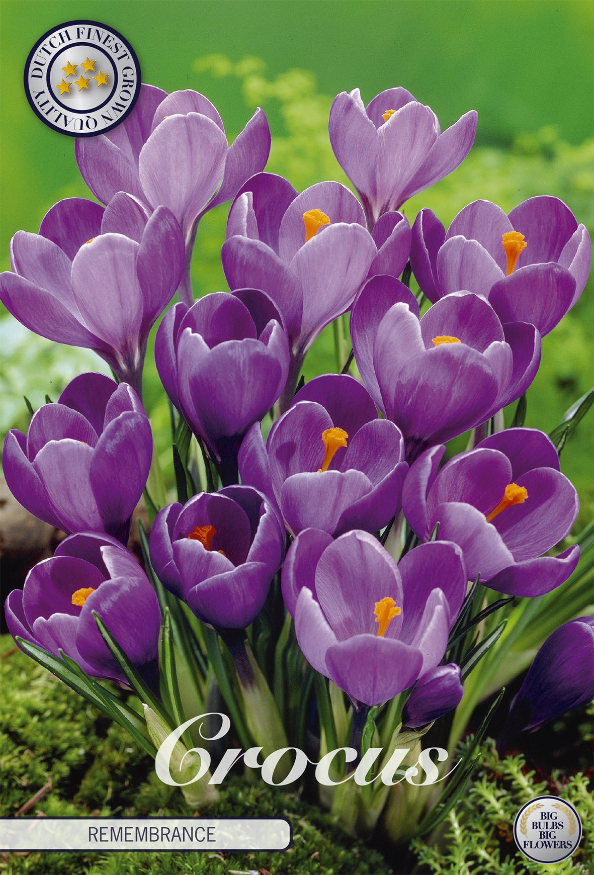  Krokus Remembrance (10 Stück)