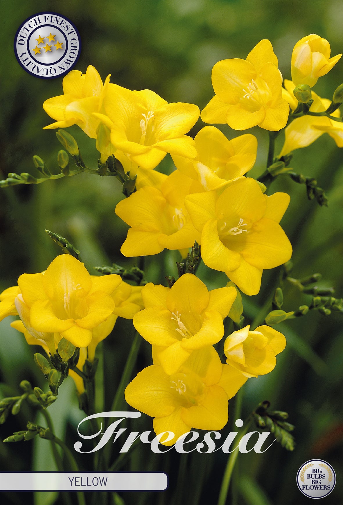  Freesie Yellow (15 Stück)