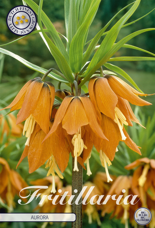  Fritillaria Aurora (1 Stück)