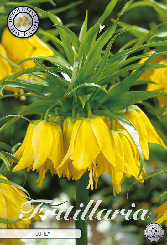  Fritillaria Lutea (1 Stück)