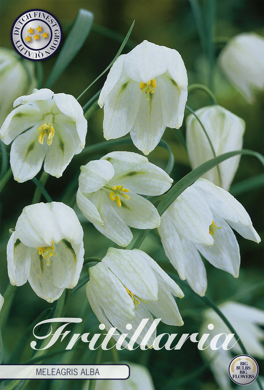  Fritillaria Meleagris Alba (10 Stück)