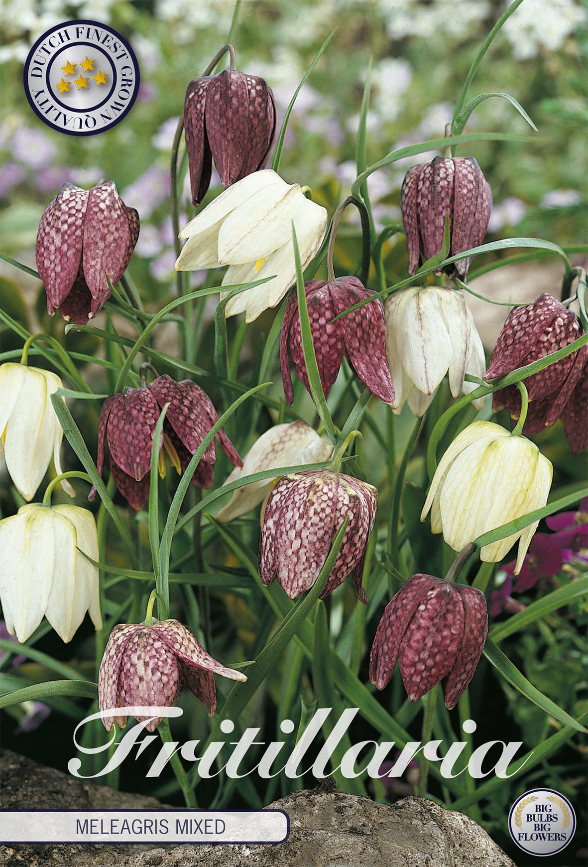  Fritillaria Meleagris Mix (15 Stück)