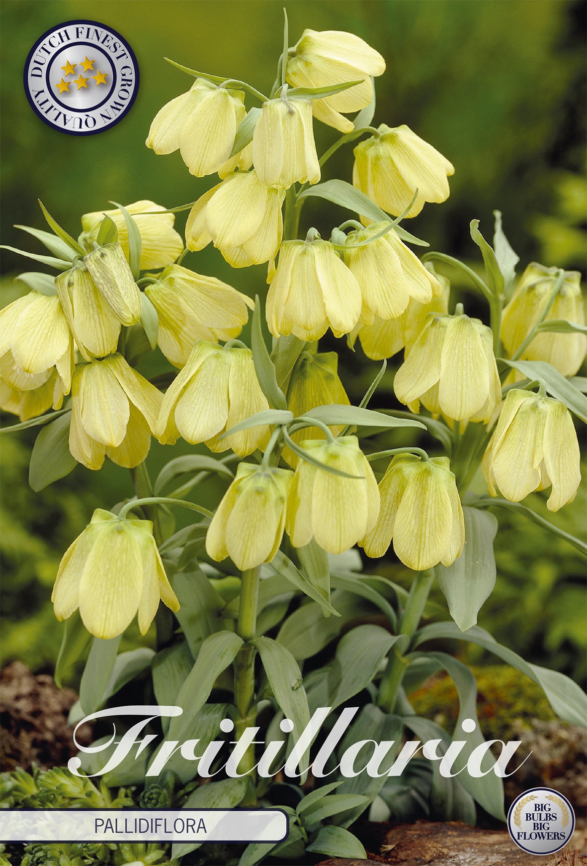  Fritillaria Pallidiflora (2 Stück)