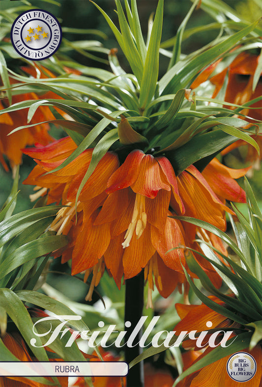  Fritillaria Rubra (1 Stück)