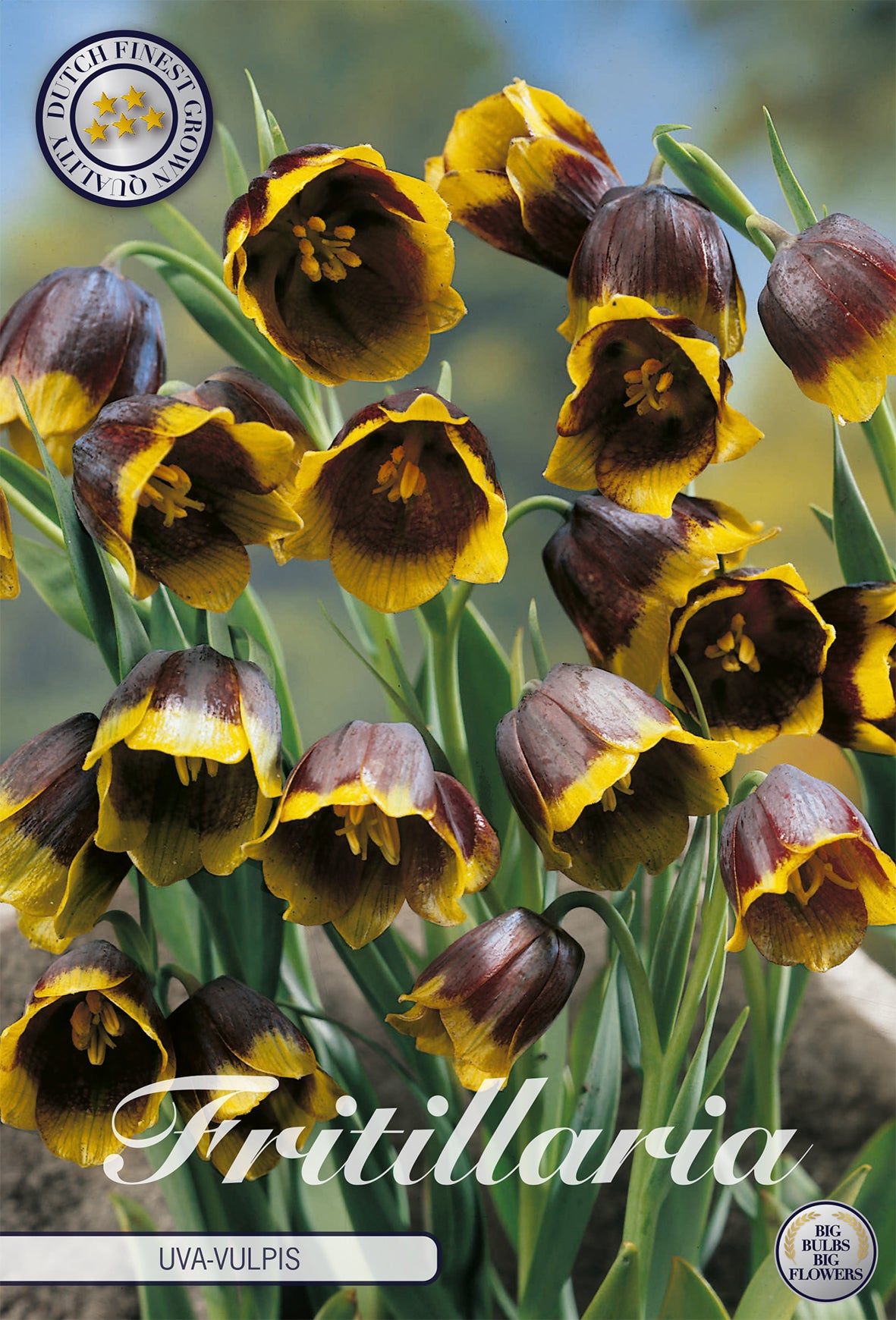  Fritillaria Uva Vulpis (10 Stück)