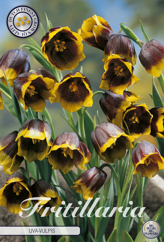  Fritillaria Uva Vulpis (10 Stück)