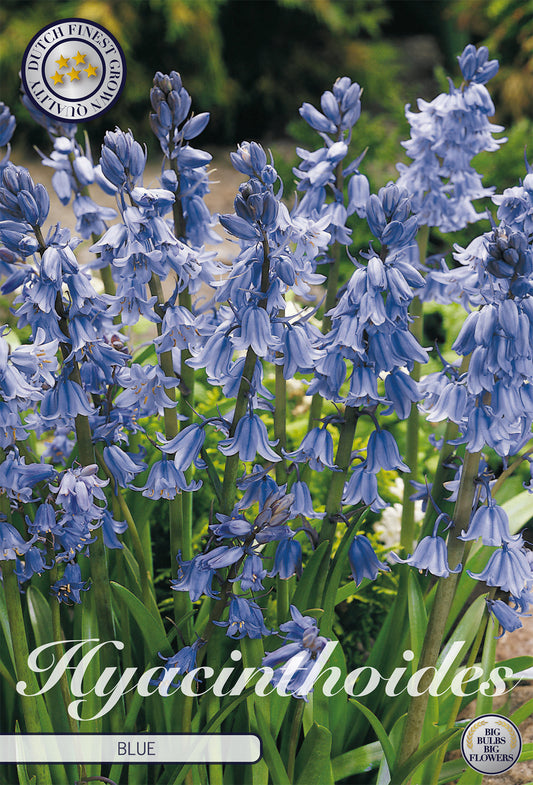  Hasenglöckchen Blau (10 Stück)