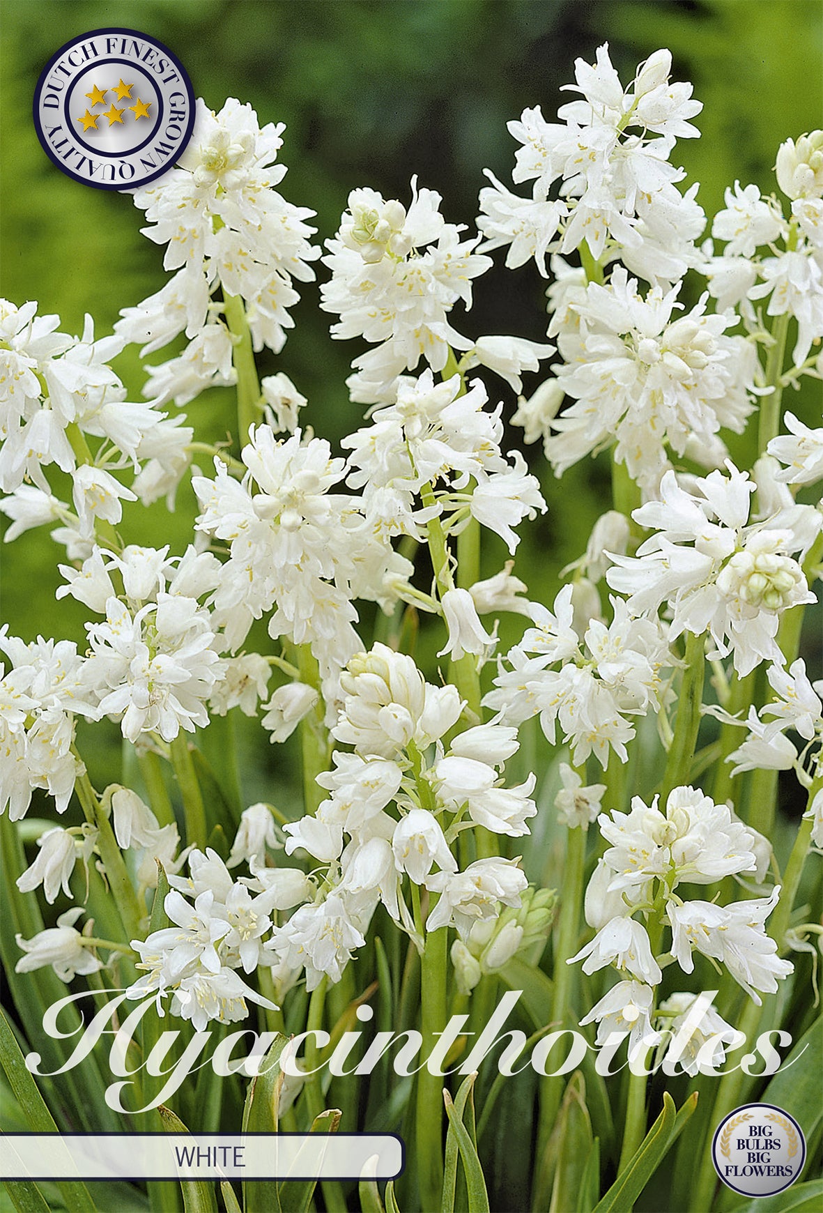  Spanisches Hasenglöckchen White (10 Stück)