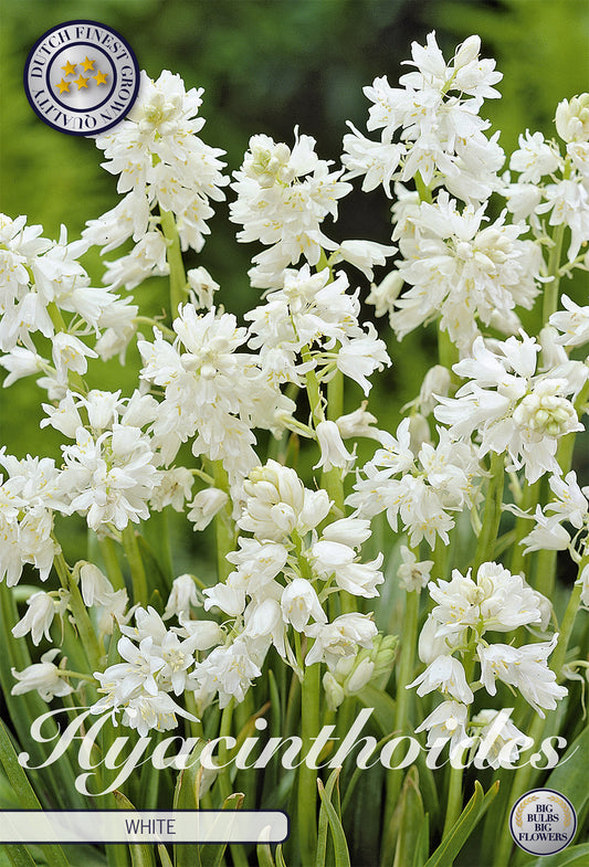  Spanisches Hasenglöckchen White (10 Stück)