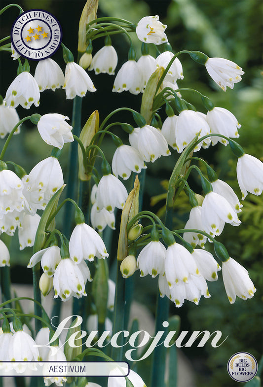  Sommer-Knotenblume (10 Stück)