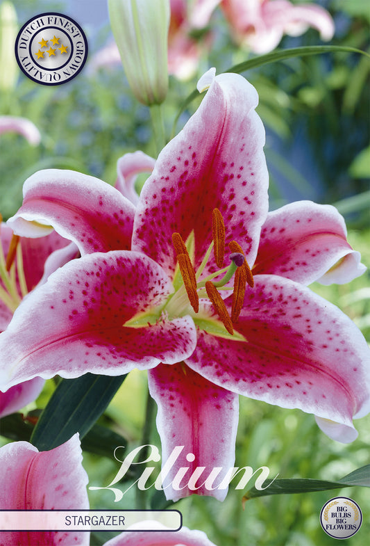  Lilie Stargazer (2 Stück)