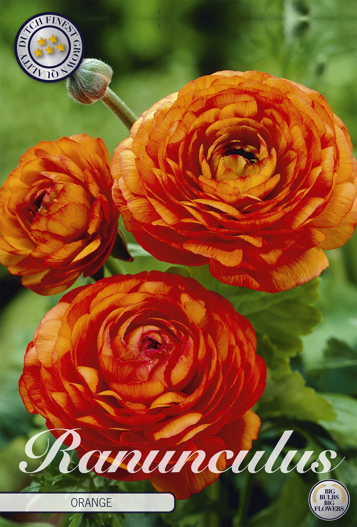  Ranunkel Orange (10 Stück)