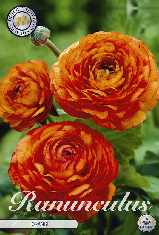  Ranunkel Orange (10 Stück)
