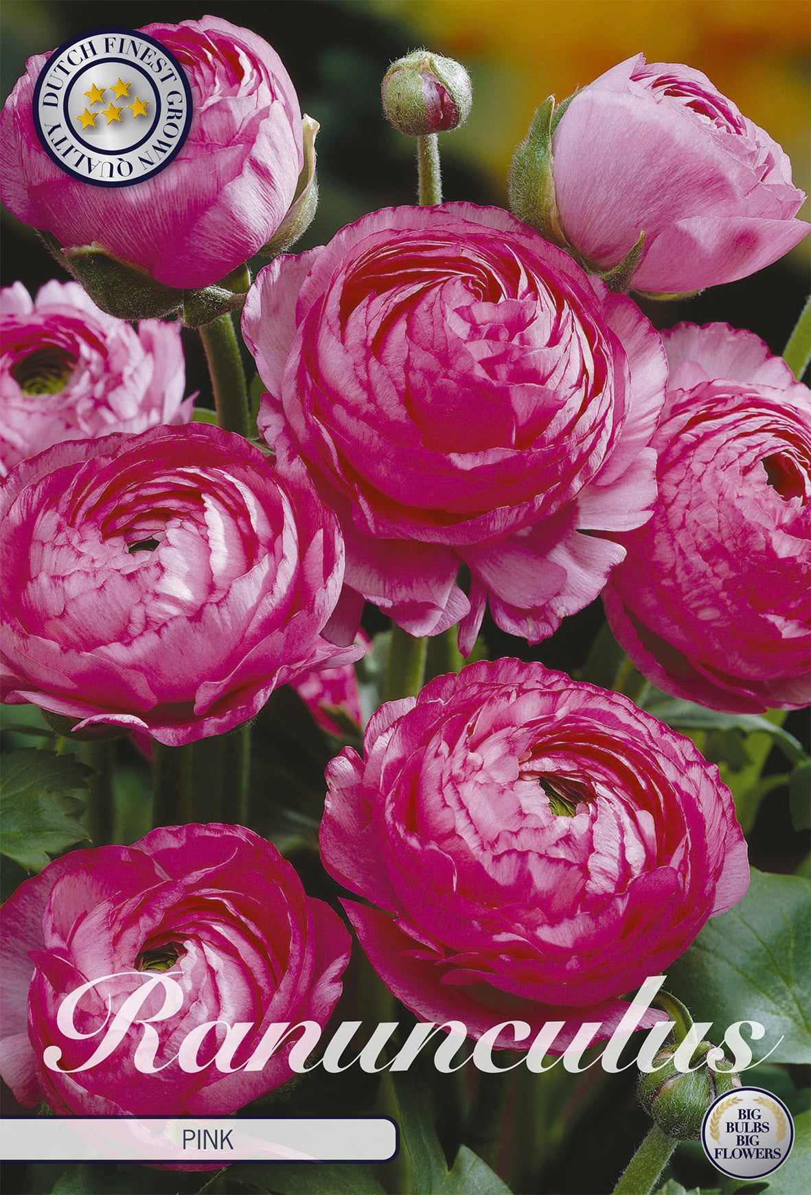  Ranunkel Pink (10 Stück)