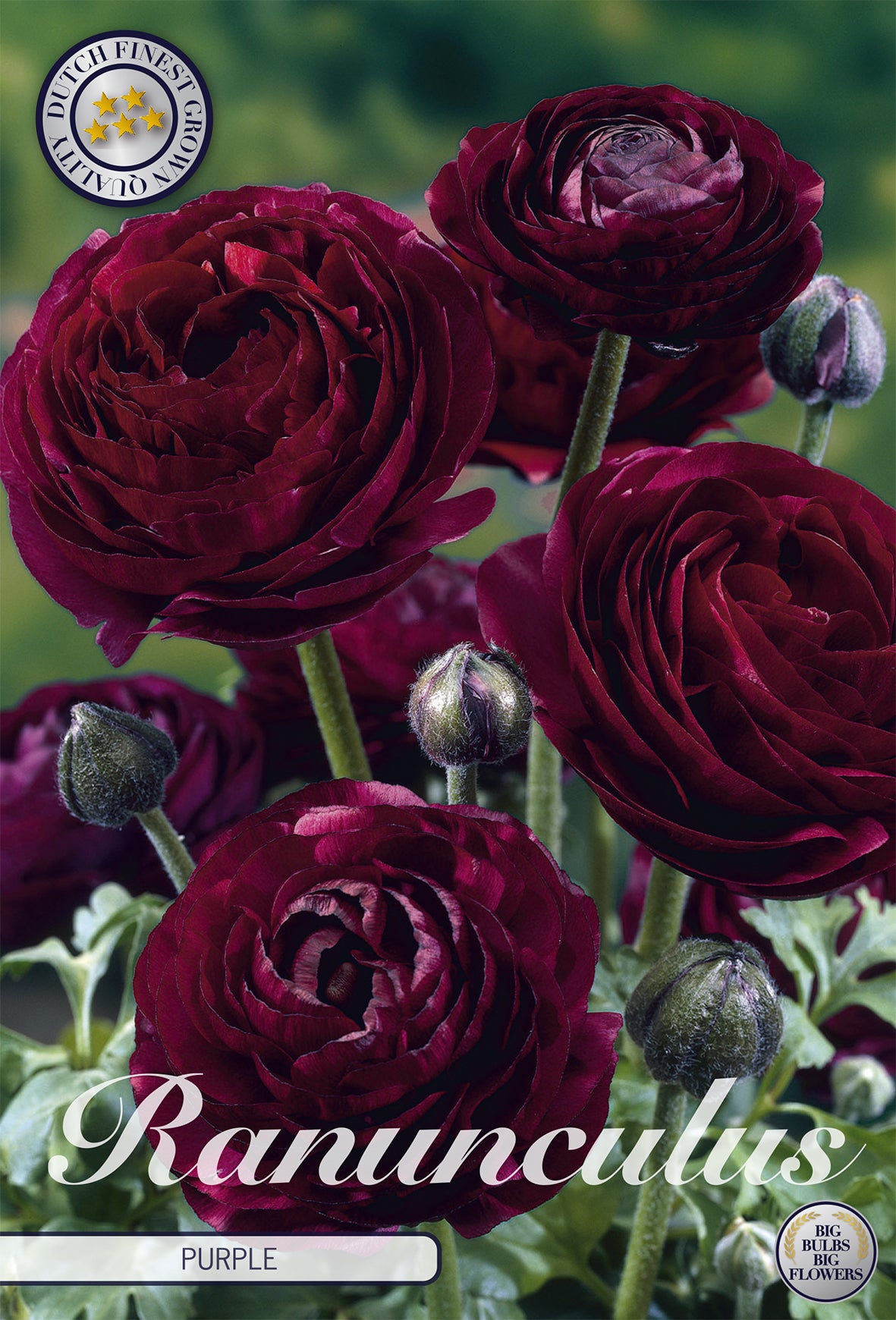  Ranunkel Purple (10 Stück)