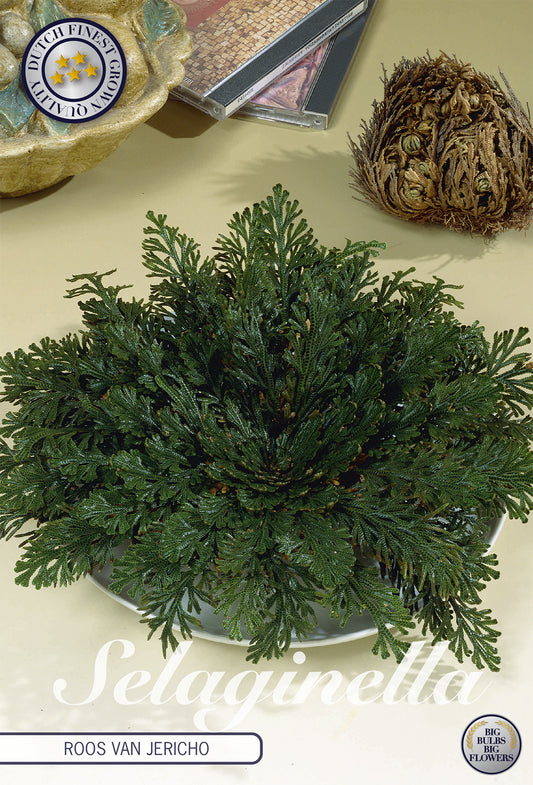  Rose Of Jericho Lepidophylla (1 Stück)