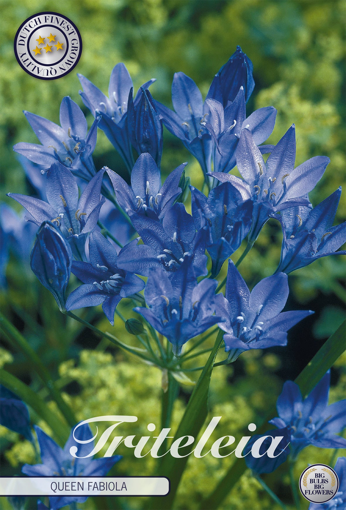  Triteleia Queen Fabiola (20 Stück)