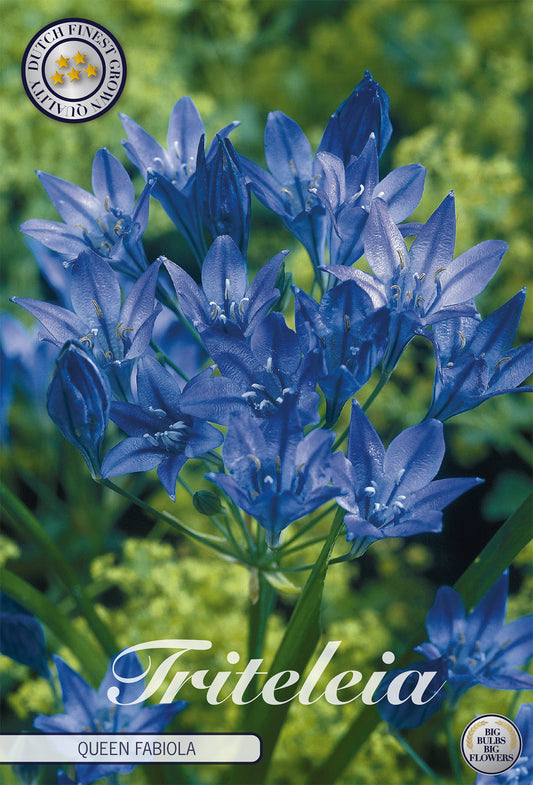  Triteleia Queen Fabiola (20 Stück)
