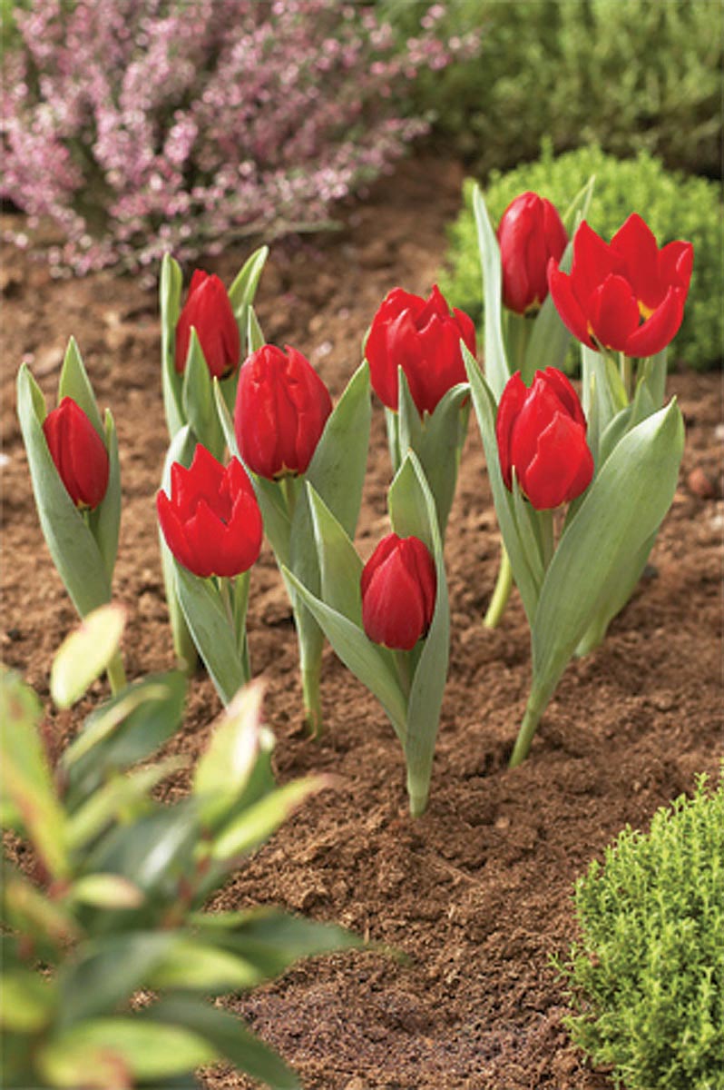  Blumenzwiebel Korb