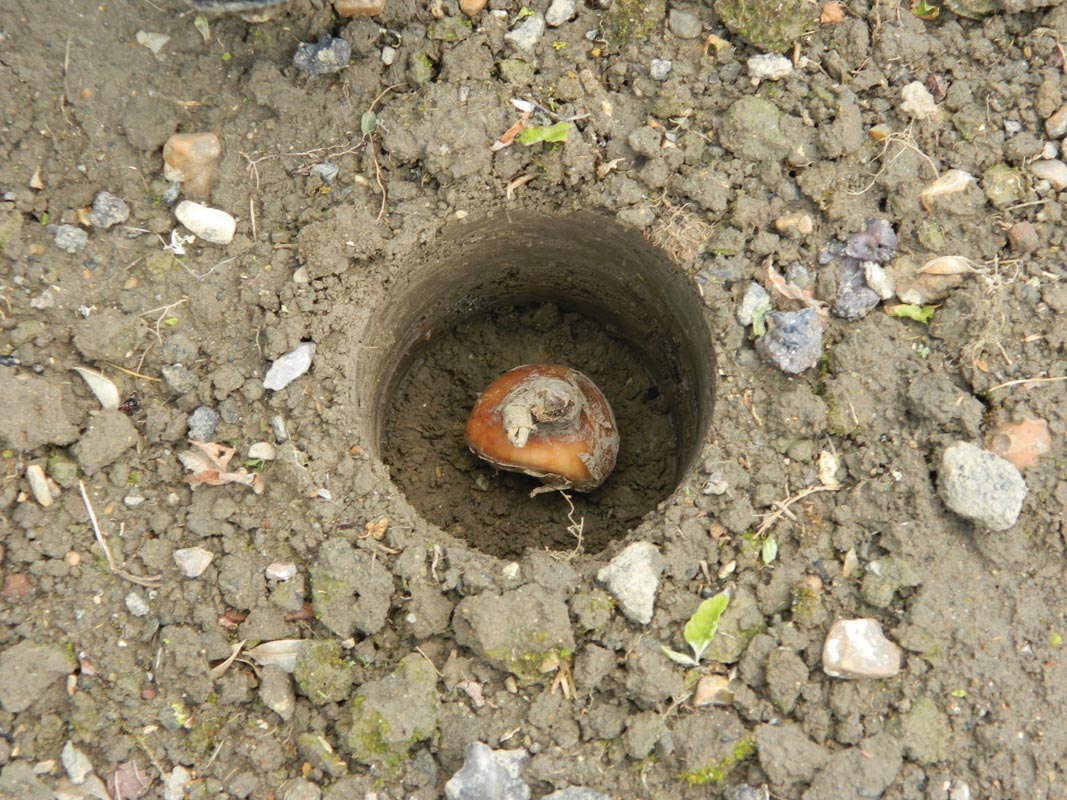  28 X 26 X 7,5 Cm Kurzstieliger Blumenzwiebel Pflanzer