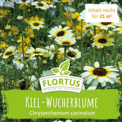  Wiesenblume Kiel-Wucherblume (50 G)