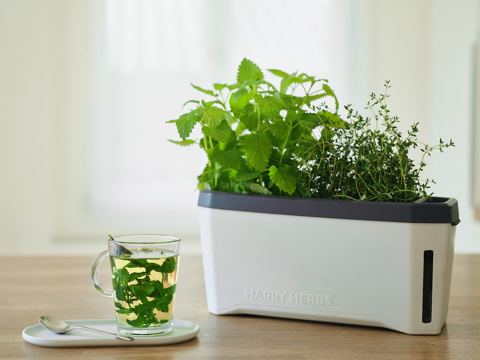  HARRY HERBS Weiß Ohne Haube