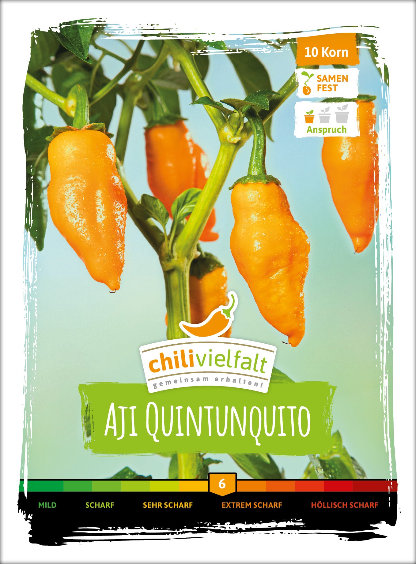  Chili Aji Quintunquito
