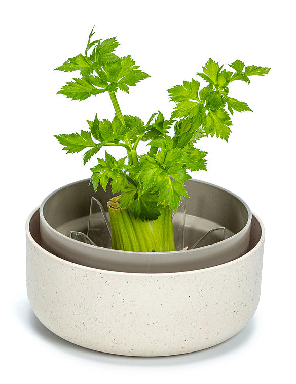  Pflanzschale ReGrow