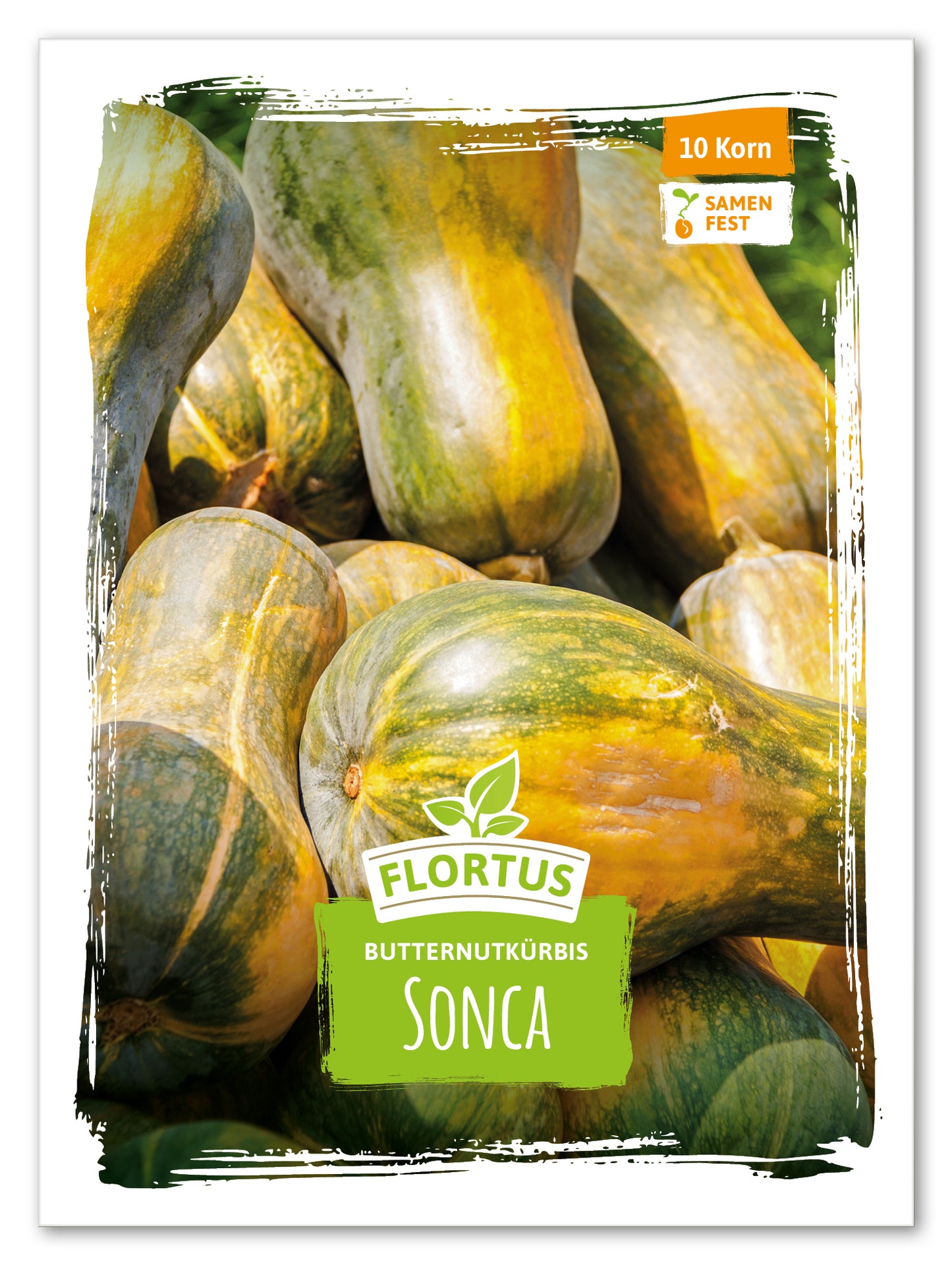  Butternutkürbis Sonca