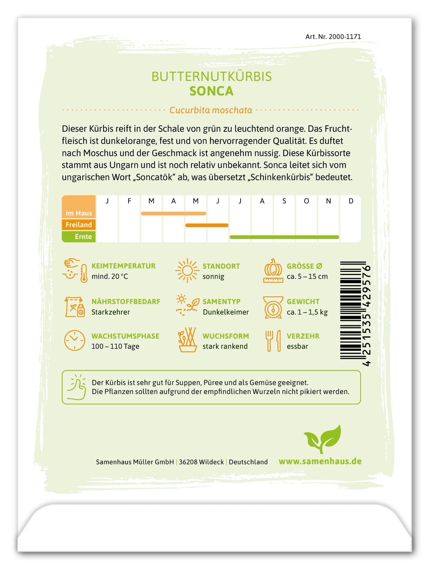  Butternutkürbis Sonca