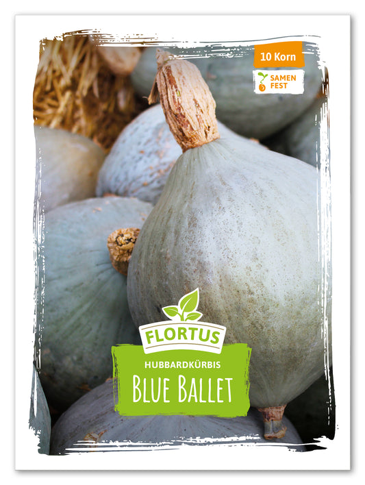  Hubbardkürbis Blue Ballet